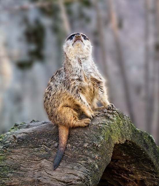 Unduh gratis meerkat bulu mamalia alam fauna gambar gratis untuk diedit dengan editor gambar online gratis GIMP