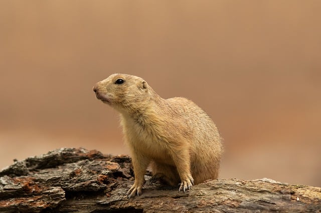 Descarga gratis suricata mamífero animal naturaleza imagen gratis para editar con el editor de imágenes en línea gratuito GIMP