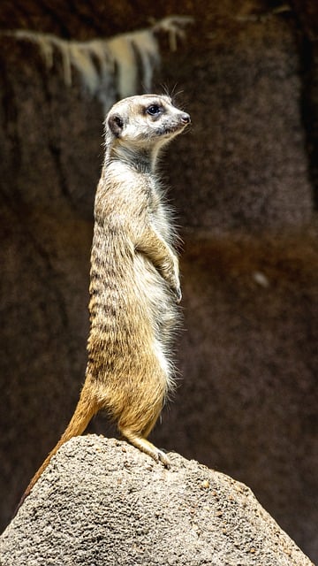 Free download meerkat mammal animal zoo prairie free picture to be edited with GIMP free online image editor