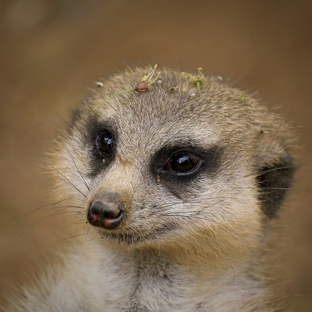 Free download meerkat mammal nature animal good free picture to be edited with GIMP free online image editor
