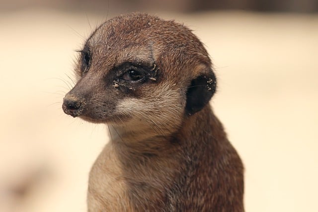 Free download meerkat mongoose animal mammal free picture to be edited with GIMP free online image editor
