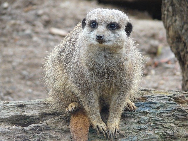 Free download Meerkat Nature -  free photo or picture to be edited with GIMP online image editor