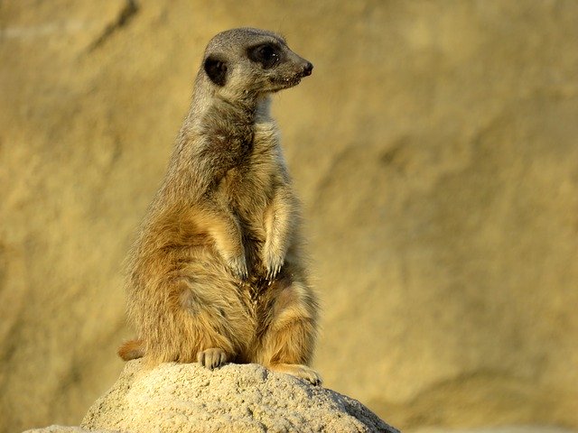 Free download Meerkat Nature Animal -  free photo or picture to be edited with GIMP online image editor