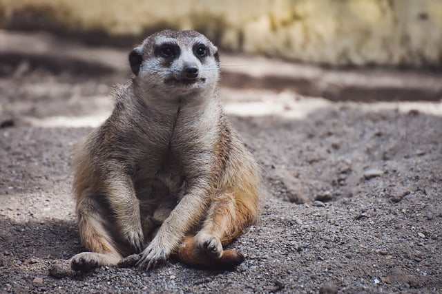 Free download meerkat nature animal mammal free picture to be edited with GIMP free online image editor