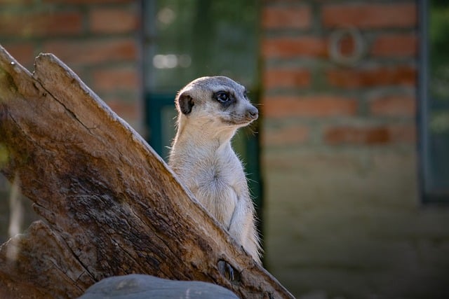 Free download meerkat nature zoo animal mammal free picture to be edited with GIMP free online image editor