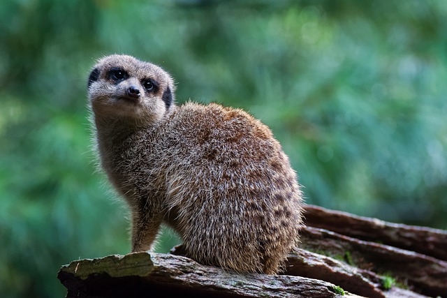 Free download meerkat rock mammal face attentive free picture to be edited with GIMP free online image editor
