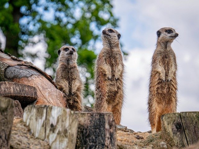 Free download meerkats animals mammals fur zoo free picture to be edited with GIMP free online image editor