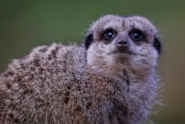 Téléchargement gratuit de l'image gratuite de mammifère de mangouste suricate suricate à éditer avec l'éditeur d'images en ligne gratuit GIMP