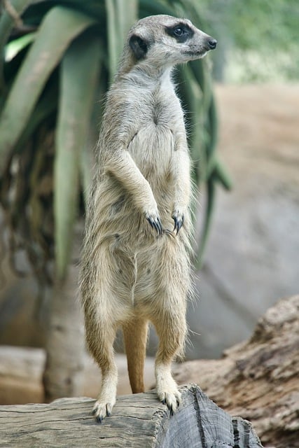 Free download meerkat suricate wildlife standing free picture to be edited with GIMP free online image editor