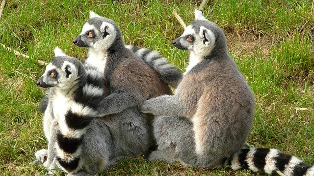 ດາວ​ໂຫຼດ​ຟຣີ Meerkats Zoo Animal - ຮູບ​ພາບ​ຟຣີ​ຫຼື​ຮູບ​ພາບ​ທີ່​ຈະ​ໄດ້​ຮັບ​ການ​ແກ້​ໄຂ​ກັບ GIMP ອອນ​ໄລ​ນ​໌​ບັນ​ນາ​ທິ​ການ​ຮູບ​ພາບ​