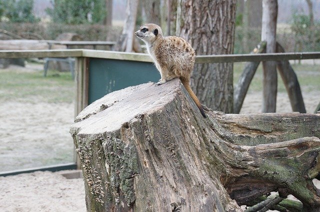 Muat turun percuma Meerkat Tree Stump Holendier - foto atau gambar percuma untuk diedit dengan editor imej dalam talian GIMP