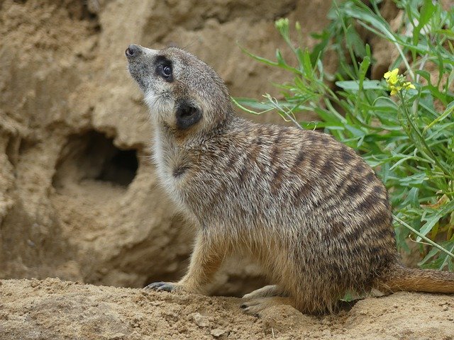 Free download Meerkat Wildlife Africa -  free photo or picture to be edited with GIMP online image editor