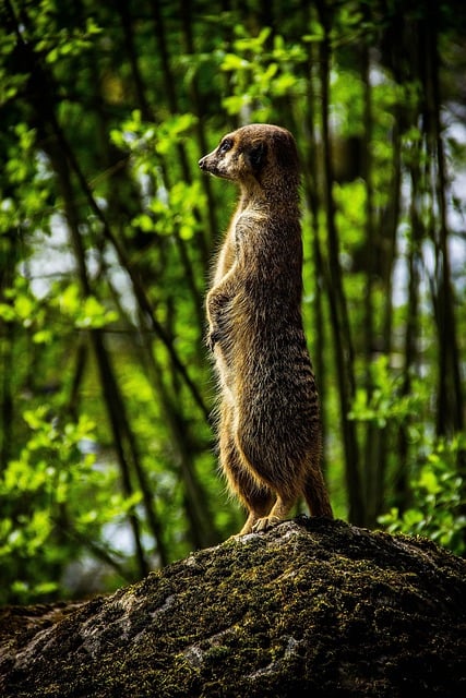 Free download meerkat zoo animal animal world free picture to be edited with GIMP free online image editor