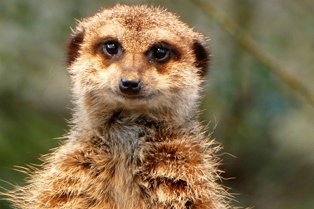 Muat turun percuma Meerkat Zoo Animals - foto atau gambar percuma untuk diedit dengan editor imej dalam talian GIMP