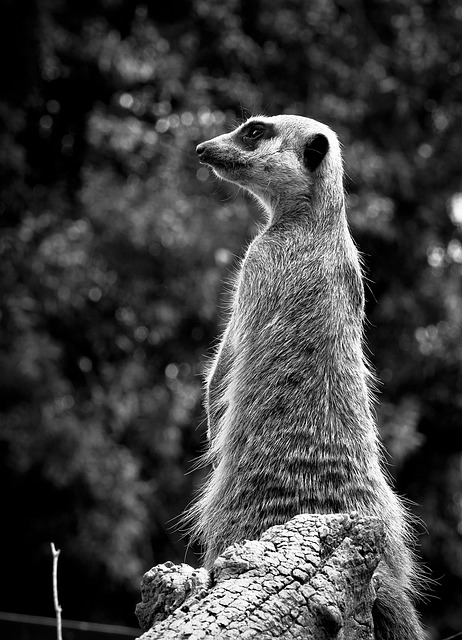 Free download meerkat zoo australia animal free picture to be edited with GIMP free online image editor