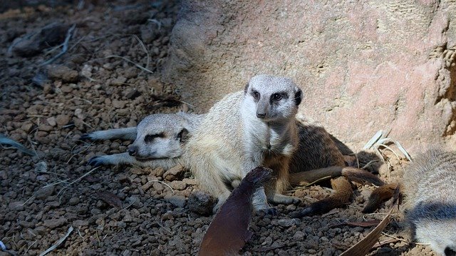 Free download Meerkat Zoo Caged -  free photo or picture to be edited with GIMP online image editor