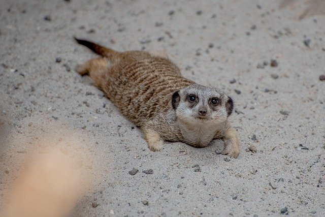 Free download Meerkat Zoo Luxembourg -  free photo or picture to be edited with GIMP online image editor