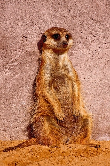Free download Meerkat Zoo Mammal -  free photo or picture to be edited with GIMP online image editor