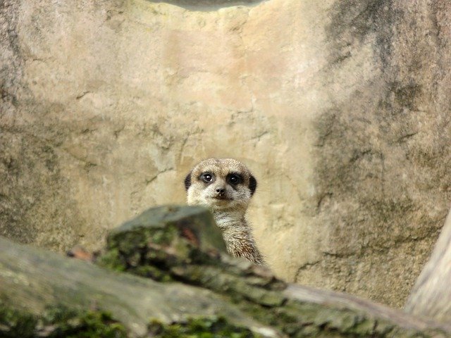 Free download Meerkat Zoo Nature Animal -  free photo or picture to be edited with GIMP online image editor