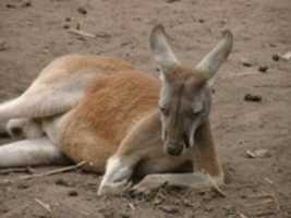 Free download Melbourne Zoo - Kangaroo CU free photo or picture to be edited with GIMP online image editor