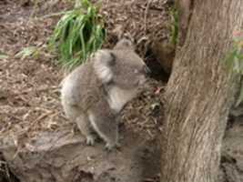 Free download Melbourne Zoo - Koala free photo or picture to be edited with GIMP online image editor