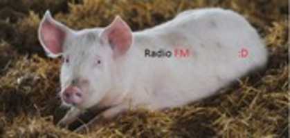 Free download melodikfm free photo or picture to be edited with GIMP online image editor