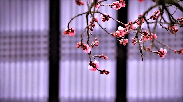 Free download Memorial Company Red Plum Asan -  free photo or picture to be edited with GIMP online image editor