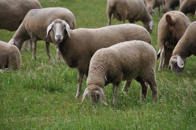 Free picture Merino Land Sheep Farming -  to be edited by GIMP free image editor by OffiDocs