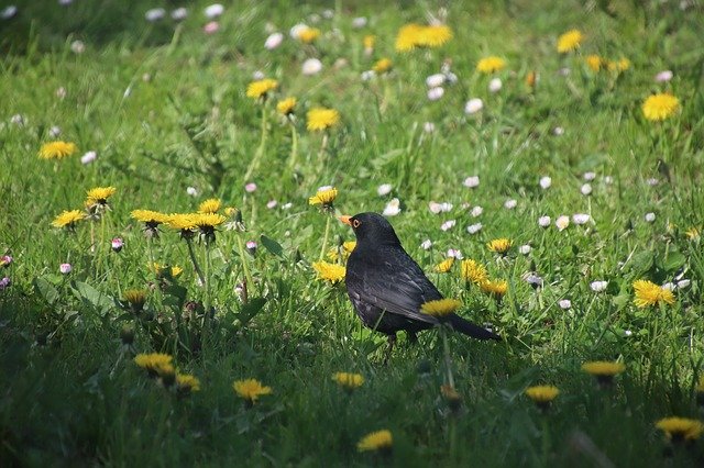 Free download Merle Birds Blackbird -  free photo or picture to be edited with GIMP online image editor