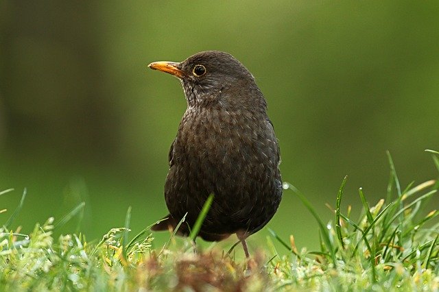 دانلود رایگان Merlo Female Bird - عکس یا تصویر رایگان قابل ویرایش با ویرایشگر تصویر آنلاین GIMP