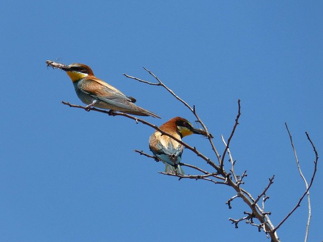 Descărcare gratuită Merops Apiaster Bee-Eater Bee - fotografie sau imagine gratuită pentru a fi editată cu editorul de imagini online GIMP