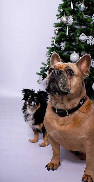 Kostenloser Download von Frohe Weihnachten Hunde, französische Bulldogge, kostenloses Bild zur Bearbeitung mit dem kostenlosen Online-Bildeditor GIMP