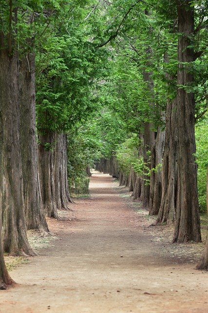 يمكنك تنزيل صورة شجرة metasequoia metasequoia مجانًا لتحريرها باستخدام محرر الصور المجاني عبر الإنترنت من GIMP