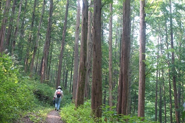 Descărcare gratuită Metasequoia Road Meta Sequoia - fotografie sau imagine gratuită pentru a fi editată cu editorul de imagini online GIMP