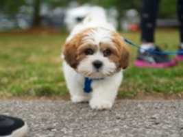 Free download Met Cocoa free photo or picture to be edited with GIMP online image editor