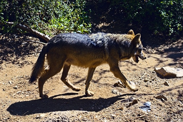 Free download mexican grey wolf free picture to be edited with GIMP free online image editor