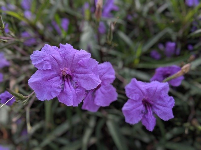 Free download Mexican Petunia Flower Blossom -  free photo or picture to be edited with GIMP online image editor