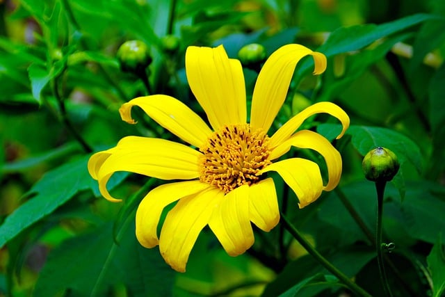 Free download mexican sunflower flower free picture to be edited with GIMP free online image editor