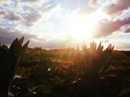 Free download mezcal free photo or picture to be edited with GIMP online image editor