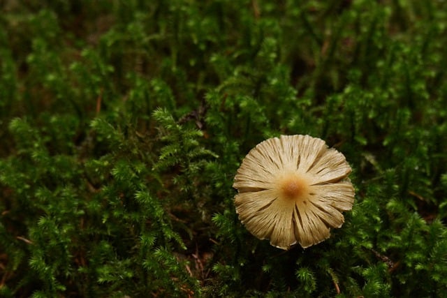 Free download mica cap mushroom fungus mycology free picture to be edited with GIMP free online image editor