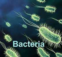 Free download microbiology2 free photo or picture to be edited with GIMP online image editor