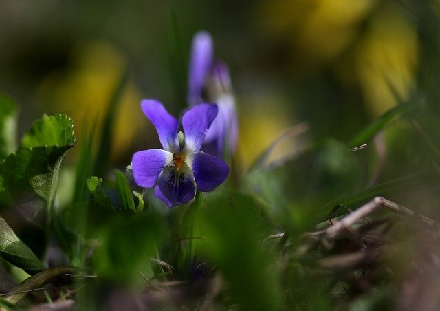 Muat turun percuma Micsunea Flower Blue - foto atau gambar percuma untuk diedit dengan editor imej dalam talian GIMP