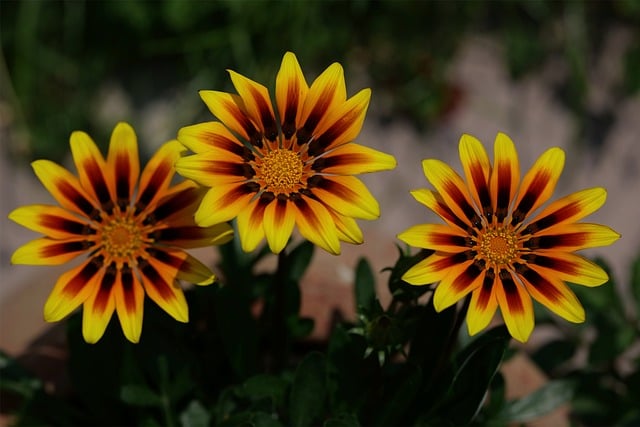 Free download midday gold gazanie blossom bloom free picture to be edited with GIMP free online image editor