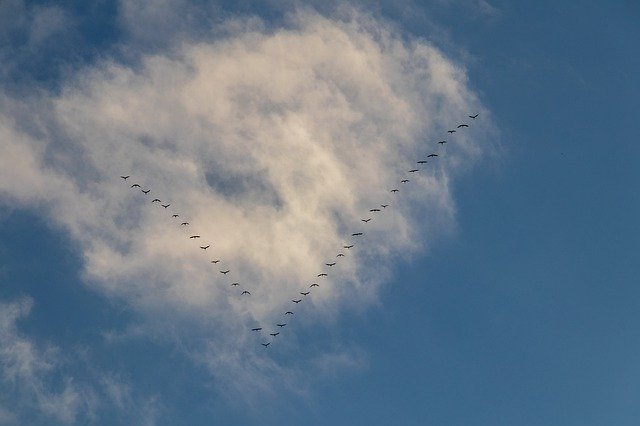 철새 가을 자연 무료 다운로드 - 무료 사진 또는 GIMP 온라인 이미지 편집기로 편집할 사진