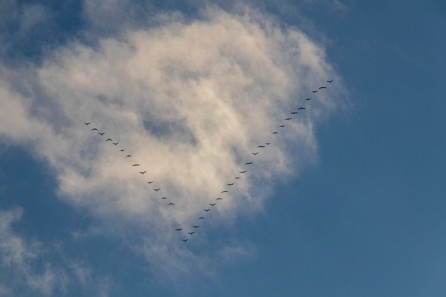 تنزيل Migratory Birds Autumn Nature - صورة مجانية أو صورة مجانية ليتم تحريرها باستخدام محرر الصور عبر الإنترنت GIMP