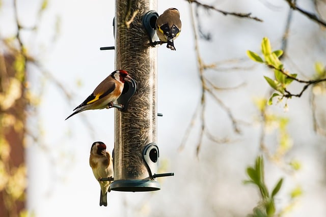 Free download migratory birds feeding seeds free picture to be edited with GIMP free online image editor