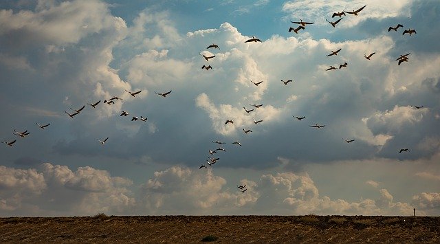 टेम्पलेट फोटो प्रवासी पक्षी आकाश प्रकृति - OffiDocs . के लिए