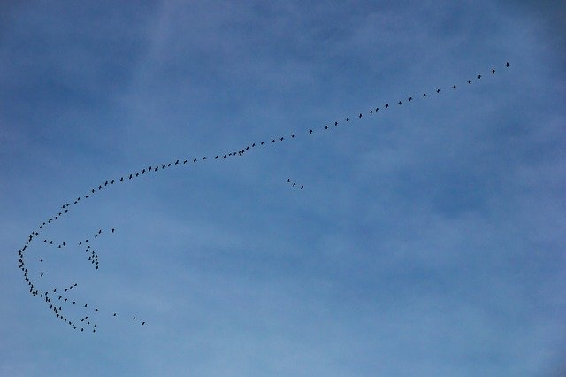 Free download Migratory Birds Swarm Geese -  free photo or picture to be edited with GIMP online image editor