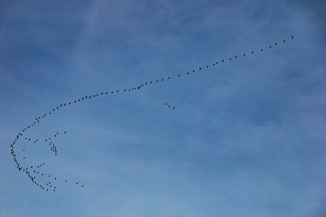 Unduh gratis Migratory Birds Swarm Geese - foto atau gambar gratis untuk diedit dengan editor gambar online GIMP