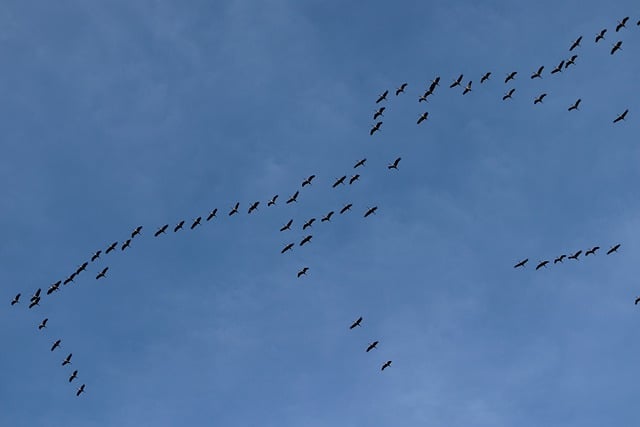 Free download migratory birds train of cranes free picture to be edited with GIMP free online image editor